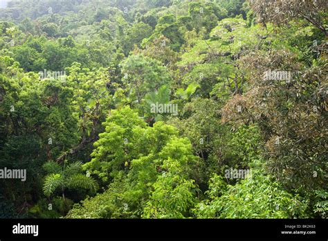 The Daintree rainforest in the North of Queensland, Australia Stock ...