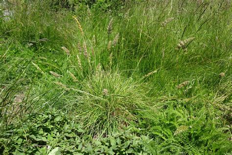 BE-ing Rooted: a Practice in Essential Living: Grasses, Sedges and ...