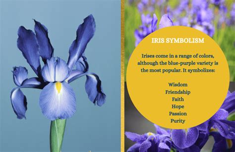 Iris – Symbolism and Meaning - Symbol Sage