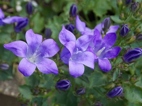 Perennials For Shade That Bloom All Summer | The Garden Glove