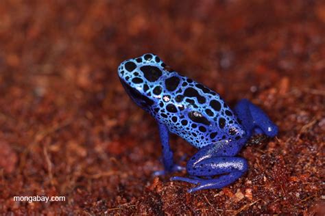 Dendrobates tinctorius 'azureus'