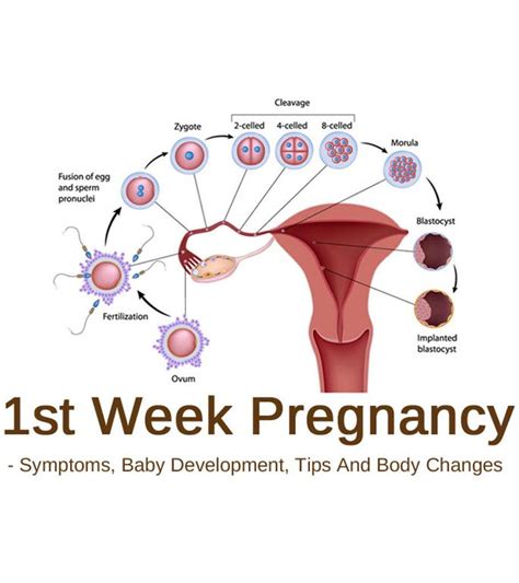 One Week Pregnant: Symptoms, Baby Development & Tips To Follow