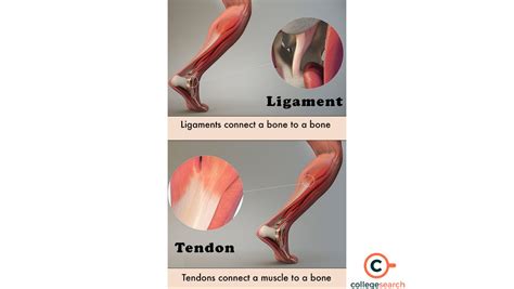 Difference Between Tendon and Ligament: Definitions, Functional ...