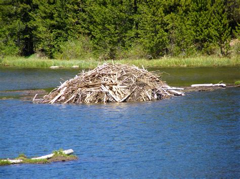 Beaver Lodge: A Home for North American Beavers