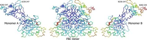 The two formyl-CoA transferase monomers displayed separately and in the ...