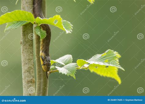 Aesculapian Snake Zamenis Longissimus, Bieszczady Mountains, the ...