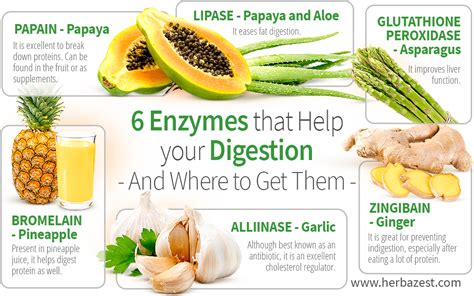 6 Enzymes that Help your Digestion - And Where to Get Them | HerbaZest