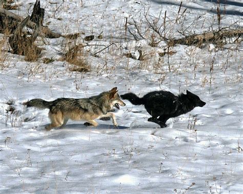 North America Has Only 1 True Species of Wolf, DNA Shows | Live Science