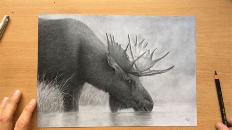 Moose Charcoal Pencil Drawing - Wildlife Art - YouTube