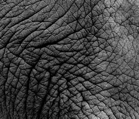 Texture Of Real Elephant Skin Photo Background And Picture For Free ...