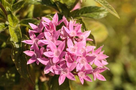 21 Best Patio Plants to Grow