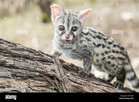 Gennet eyes hi-res stock photography and images - Alamy