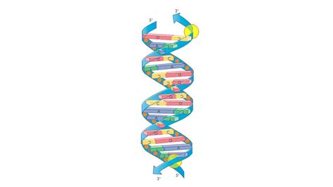 Double Stranded DNA Molecule Animation - YouTube