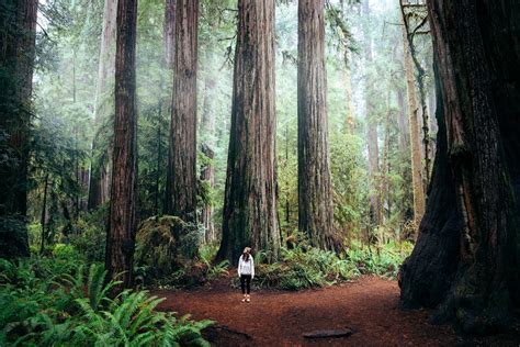 Redwood National Park Map