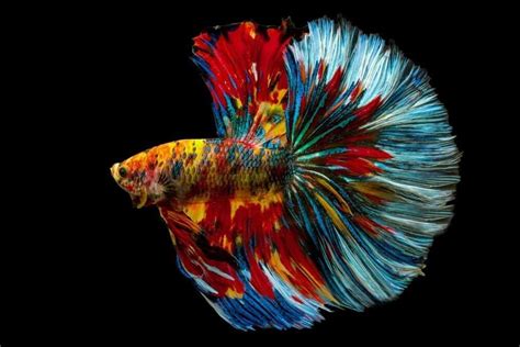 Male vs Female Betta: What are the Differences? - A-Z Animals