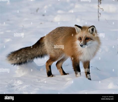 White Fox Tail High Resolution Stock Photography and Images - Alamy