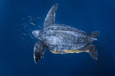 Leatherback Turtle | Nat Geo Photo of the Day