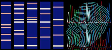 8.3: Variable Number Tandem Repeats - Biology LibreTexts