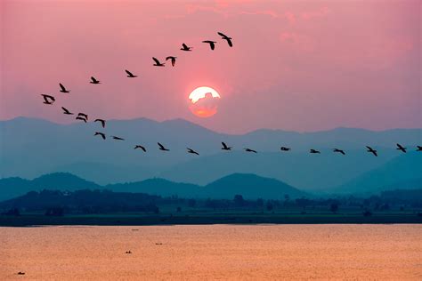 Birds flying over lake during sunset 17091082 Stock Photo at Vecteezy