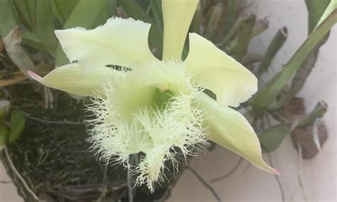 Una mirada biológica a la Flor Nacional (Rhyncholaelia digbyana ...