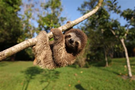 42 Slow Facts About Sloths