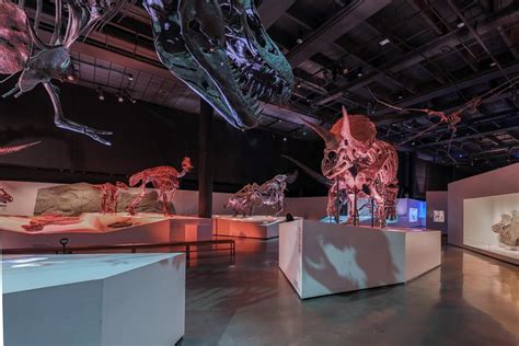 Houston Museum of Natural Science General Admission | Discover hidden ...