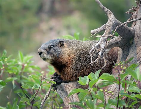 Yellow Bellied MArmot Photograph by Downing Photography | Fine Art America