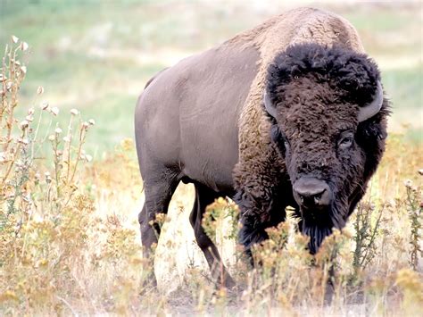 All About Animal Wildlife: American Bison Animal Few Facts and Images