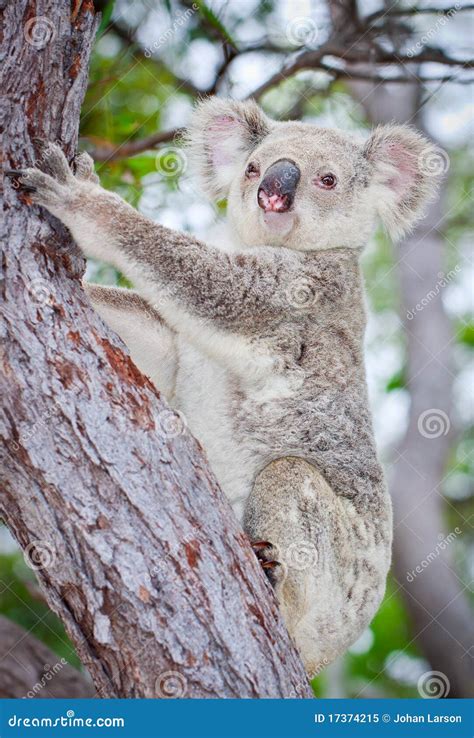 Wild koala climbing a tree stock image. Image of eucalyptus - 17374215