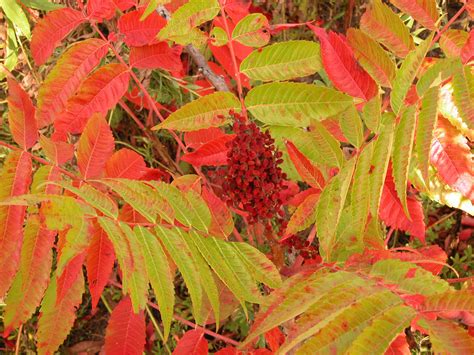 Super tough seed coat keeps Michaux's sumac on critically endangered ...