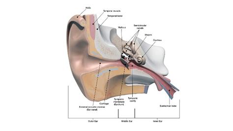 Smallest bone in a human body: Function and structure - ScienceQuery