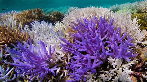 Going bright may help corals recover from bleaching