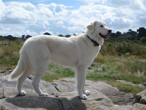 Maremma Sheepdog - Temperament, Lifespan, Shedding, Puppy