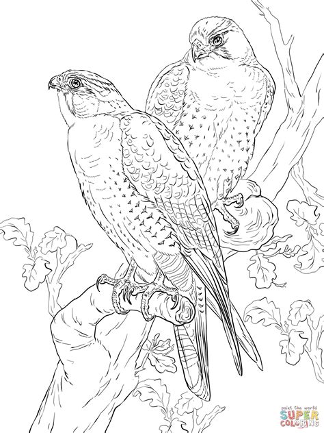 Peregrine Falcons | Bird coloring pages, Falcon drawing, Bird drawings