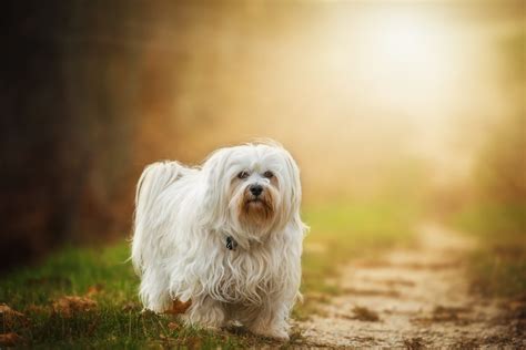 5 Best Brushes for Long-Haired Dogs | Pets Life