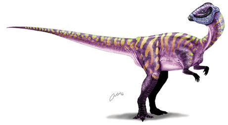 Micropachycephalosaurus - Alchetron, the free social encyclopedia