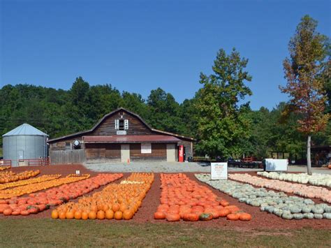 Pumpkin Patch Farm Tour | HGTV