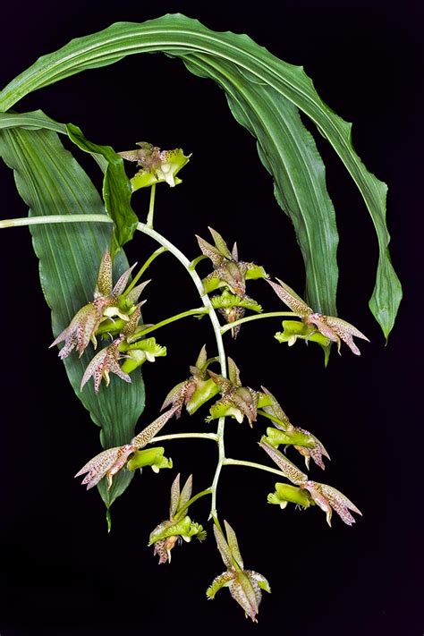 Catasetum fimbriatum - Monaco Nature Encyclopedia