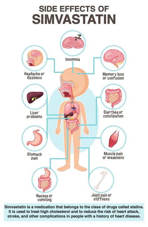 Premium Vector | Human anatomy diagram cartoon style of simvastatin ...