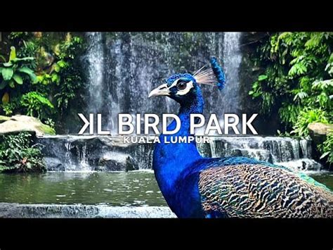 KL Bird Park - Kuala Lumpur ᴴᴰ Tamanburung⎮Malaysia Travel Vlog - YouTube