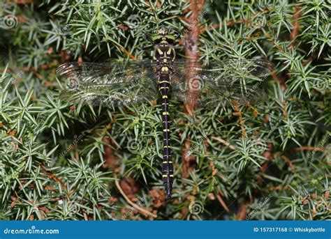 Golden-ringed Dragonfly stock photo. Image of wild, wetland - 157317168