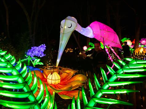 Bronx Zoo Holiday Lights Tickets | Bronx | TodayTix