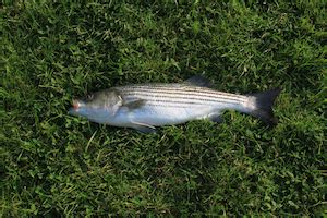 An Introduction to Striped Bass Fishing | Bass Fishing Gurus