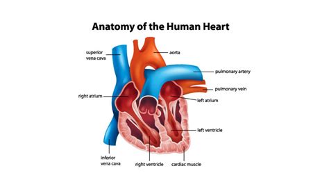 How the Heart Works | Abiomed.eu