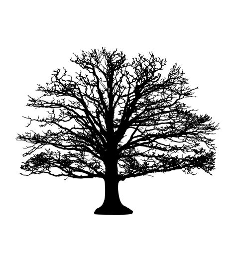 Tree Silhouette Wallpaper