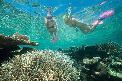 Great Barrier Reef Diving and Snorkeling Cruise from Cairns 2019 ...