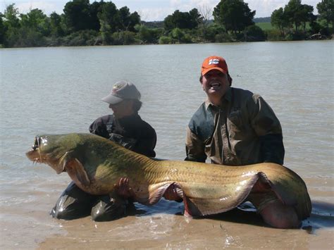 CATFISH FISHING GUIDE IN THE RIVER EBRO, CATFISHING AND CARPFISHING ...