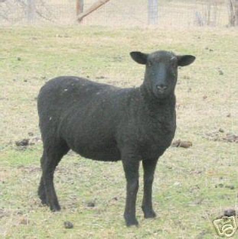 Sheep Images: Black Coopworth Ewe | Sheep, Sheep and lamb, Goats