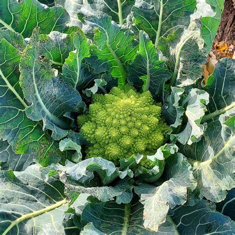 CHOU ROMANESCO - Plant & Nature Photos - Martine Girard's Daily Photo