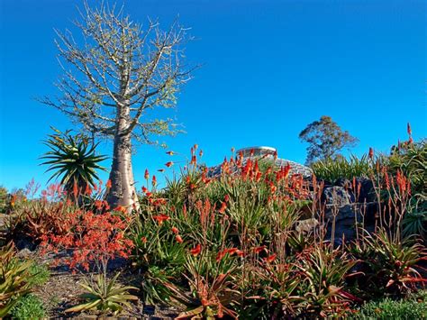 10 plants for arid climates - Global Gardening Secrets